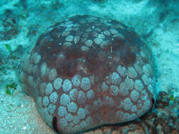 Image of Cushion star