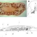 Image of <i>Notoplanella estellae</i>