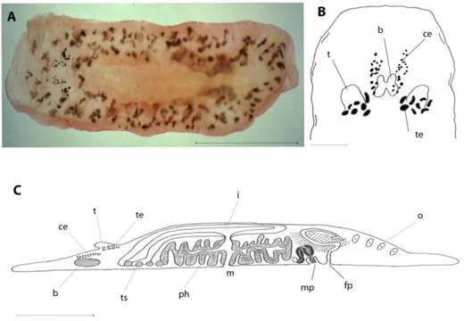 Image of Notoplanella