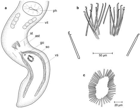 <i>Coelogynopora multispina</i>的圖片