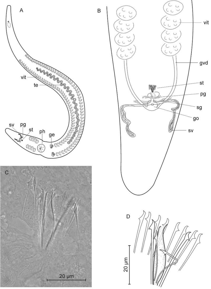 Image of <i>Coelogynopora minuta</i>