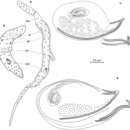 Image of <i>Boreocelis fragilis</i>