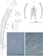 <i>Postbursoplana noldti</i>的圖片