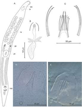 <i>Postbursoplana noldti</i>的圖片