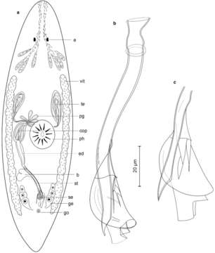 Imagem de <i>Promesostoma wehrenbergi</i>