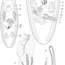 Image of <i>Acrorhynchides canaliculatus</i>