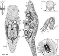 Image de Convoluta convoluta (Abildgaard 1806)