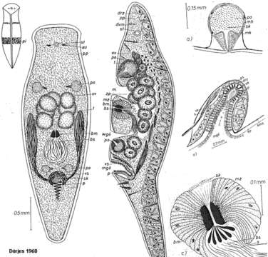 Image of Acoellous turbellarian flatworm