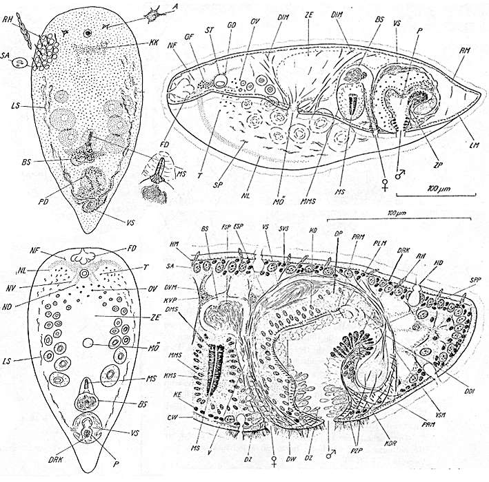 Image of Convoluta enelitta Antonius 1968