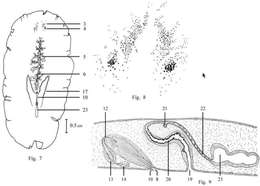 صورة Notoplana