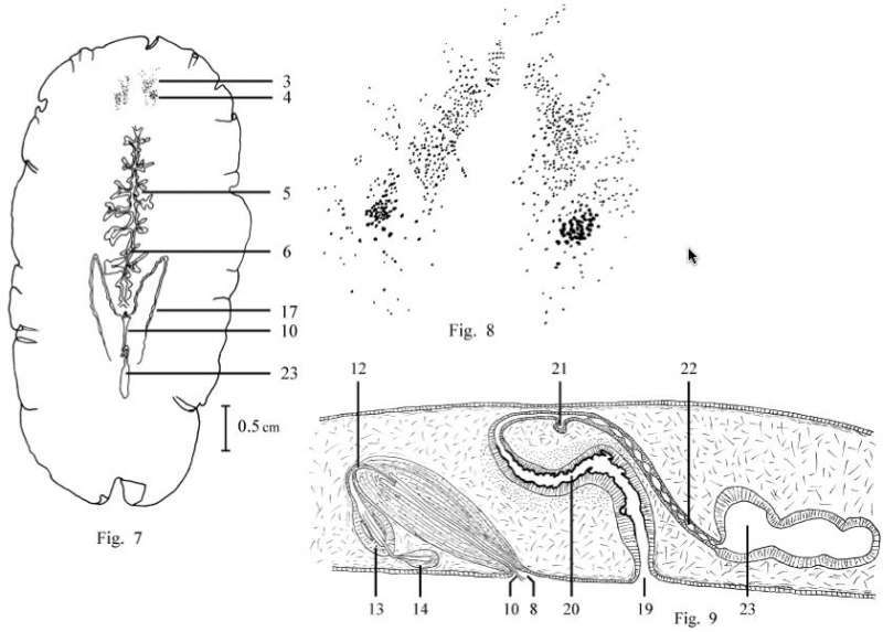 صورة Notoplana