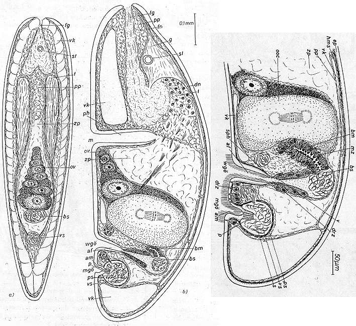 Image of Isodiametra helgolandica (Dörjes 1968)