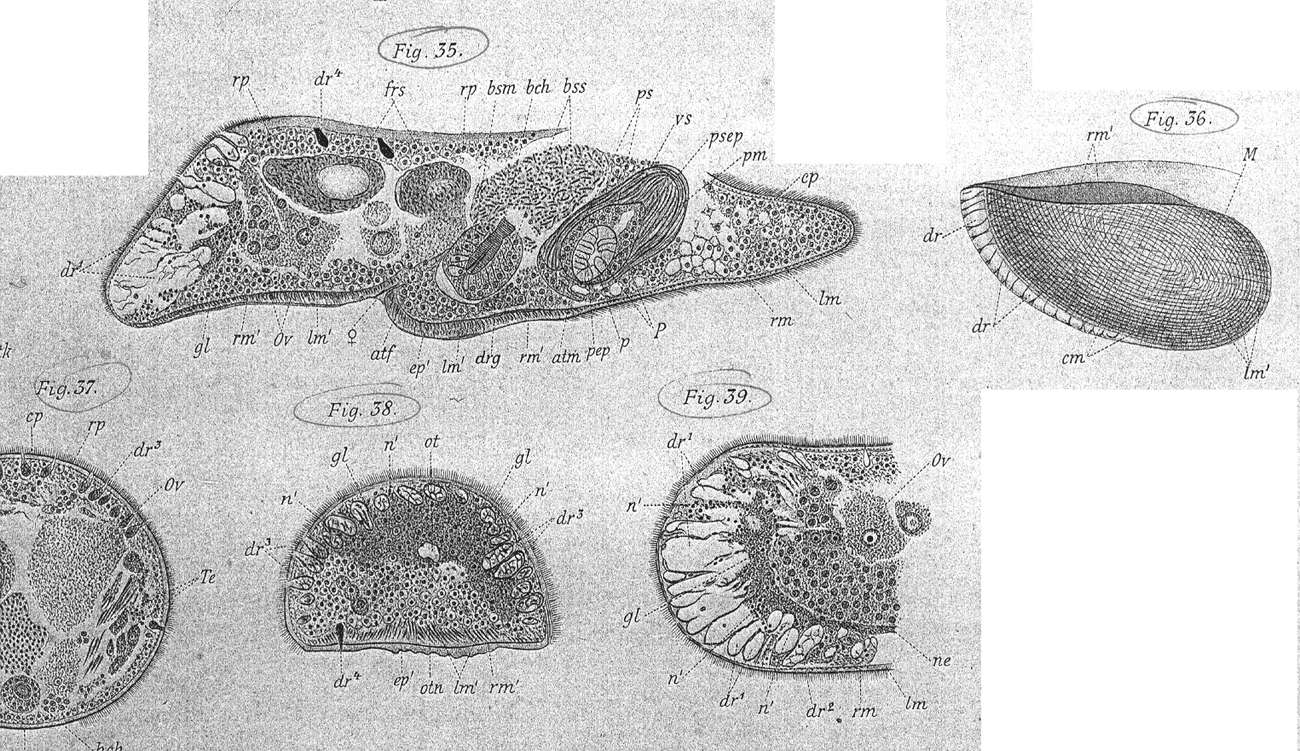 Image of Convoluta henseni Bohmig 1895