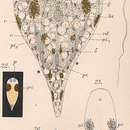 Image de Convoluta hipparchia Pereyaslawzewa 1892