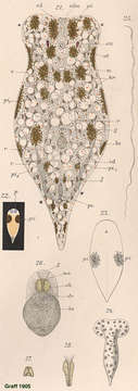 Image of Convoluta hipparchia Pereyaslawzewa 1892