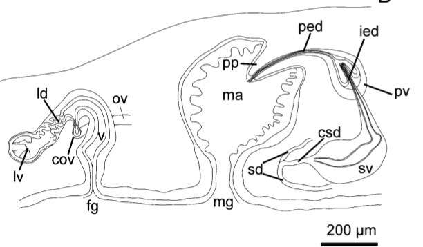 Image of Notocomplana koreana (Kato 1937)