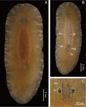 Image of Notocomplana koreana (Kato 1937)