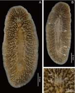 Image of Notocomplana septentrionalis (Kato 1937)