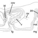 Image of Notocomplana septentrionalis (Kato 1937)