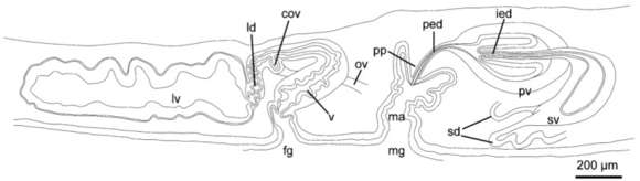 Image of Notocomplana septentrionalis (Kato 1937)