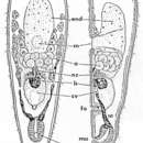 Image of Convoluta kikaiensis Yamasu 1982