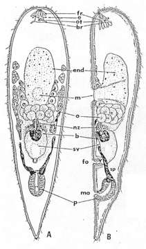 Image of Convoluta kikaiensis Yamasu 1982