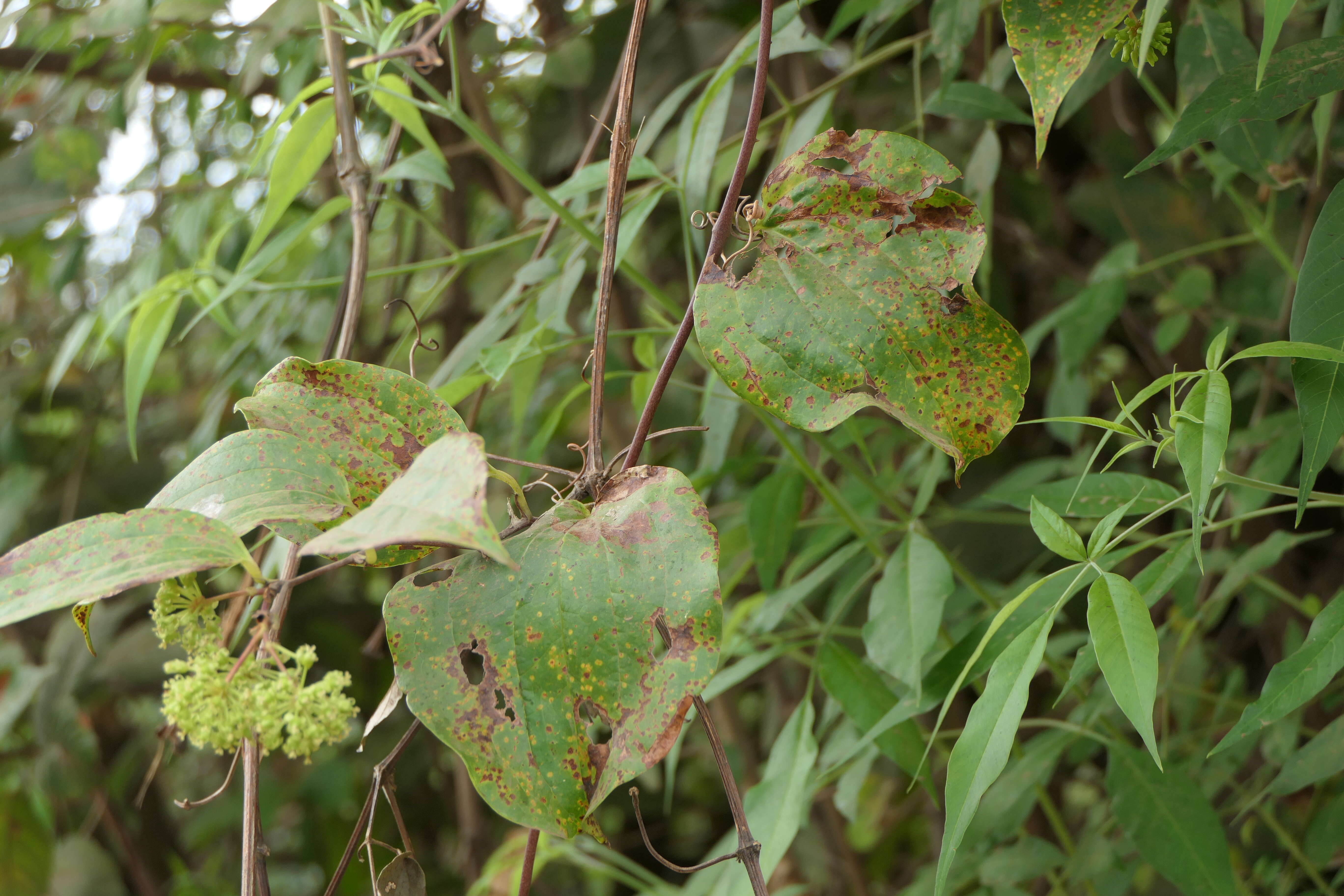 Image of Smilax zeylanica L.