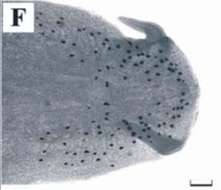 Image of Boninia antillarum (Hyman 1955)