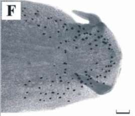 Image of Boninia antillarum (Hyman 1955)