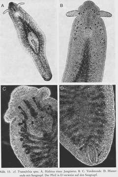 Image of Traunfelsia