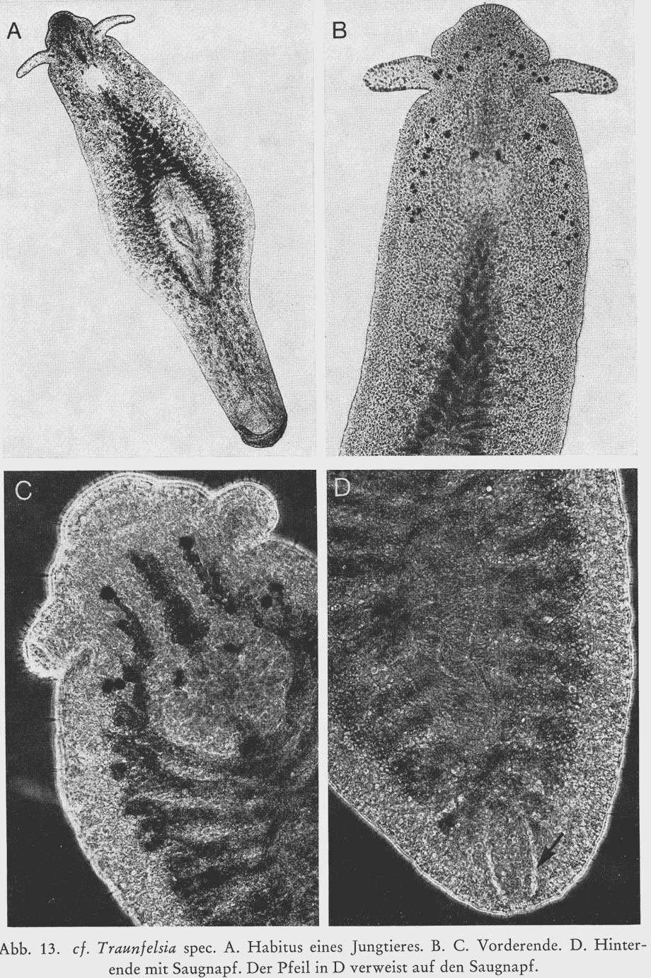 Image de Traunfelsia