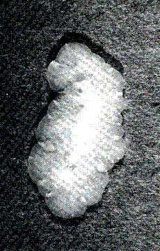 Image of Periceloidea