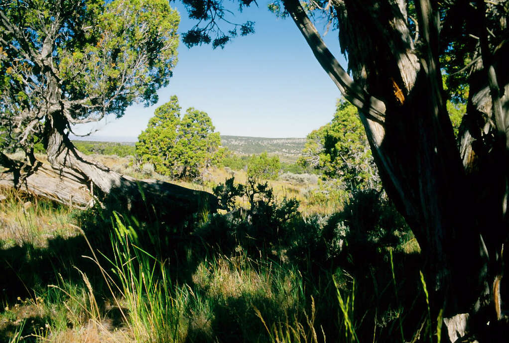 Image of Bigberry Juniper