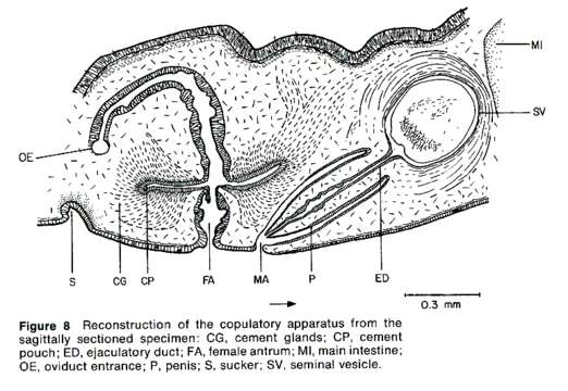 Image of Periceloidea