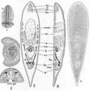 Image of Convoluta naviculae Yamasu 1982