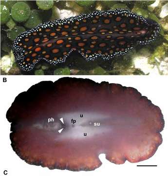 Image of Pseudobiceros pardalis (Verrill 1900)