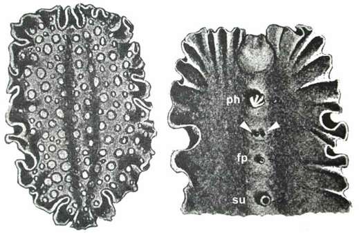 Image of Pseudobiceros pardalis (Verrill 1900)