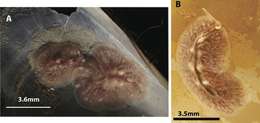 Слика од Eurylepta