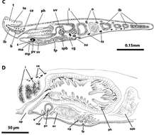 Imagem de Eurylepta