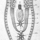 Image of Convoluta variabilis (Pereyaslawzewa 1892)