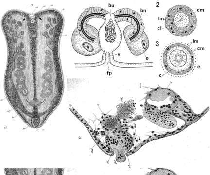 Image of Amphiscolops cinereus (Graff 1874)