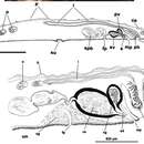 Image de Cycloporus papillosus (Sars 1878)