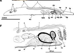 Image of Cycloporus