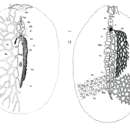 Image of Euryleptodes cavicola Heath & McGregor 1912