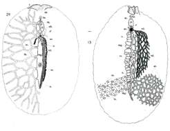 Image of Euryleptodes cavicola Heath & McGregor 1912