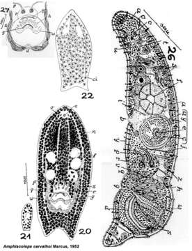 Image of Heterochaerus carvalhoi (Marcus 1952)