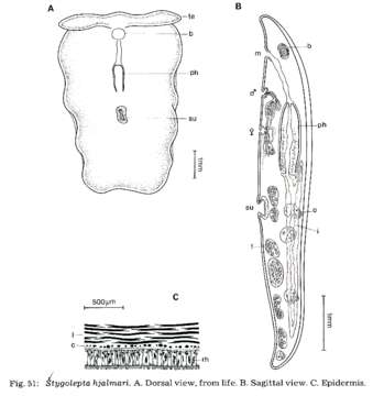 Image of Stygolepta