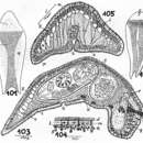 Image de Amphiscolops evelinae Marcus 1947