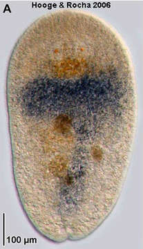 Image of Amphiscolops evelinae Marcus 1947