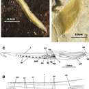 Image of Prosthiostomum siphunculus (Delle Chiaje 1822)